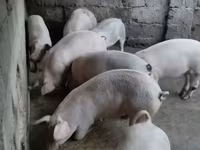 Էգ խոզ, Խոզեր — լուսանկար 3