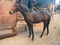 Айғыр, French Trotter — 5-сурет