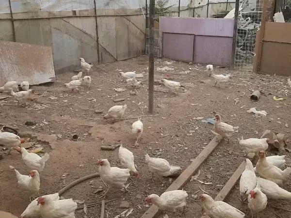 Chickens — Armenia