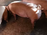 Sow, Pigs — photo 1