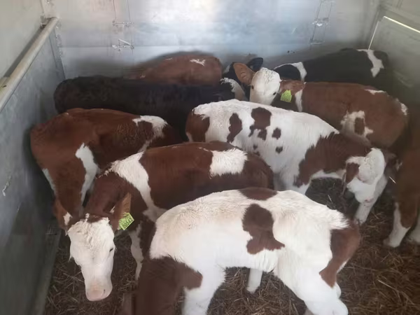 公牛, Simmental cattle