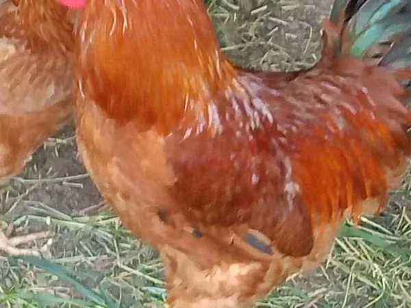 Chickens — Հայաստան