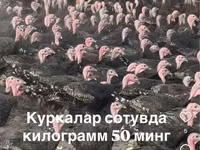 Словенская Серебристая — фото 4