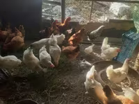 Chickens — foto 3