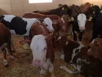 牛只（批次，未指定性别）, Simmental cattle — 照片 1