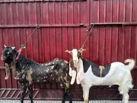 Cabro, Kamori goats — foto 1
