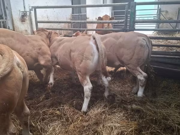 ثور, Blonde d’Aquitane cattle