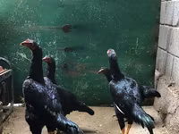 शामो चिकन्स — फ़ोटो 2