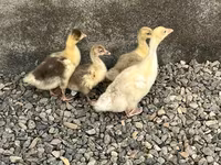 Geese — फ़ोटो 2