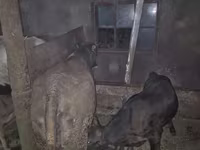 Կով, Խոշոր եղջերավոր — լուսանկար 2