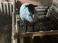 نعجة, Romanov sheep — الصورة 2
