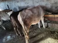 Cow, Cattle — photo 5