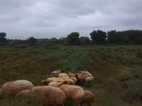 Sheep (batch, sex not specified), Sheep — photo 6