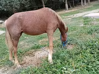 母马, French Trotter — 照片 2
