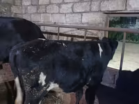 Bull, Russian Black pied cattle — photo 1