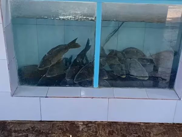 Ձուկ պահելու ակվարյում