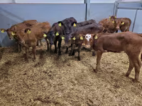 ԽՍԿ (խումբ, սեռը նշված չէ), Simmental cattle — լուսանկար 6