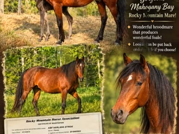 Égua, Rocky Mountain Horse