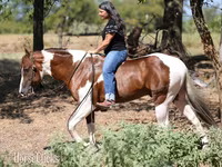 घोड़ा, American paint horse — फ़ोटो 4