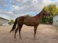 Бие, Canadian horse breed — 1-сурет