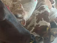 Ցուլ, Simmental cattle — լուսանկար 1