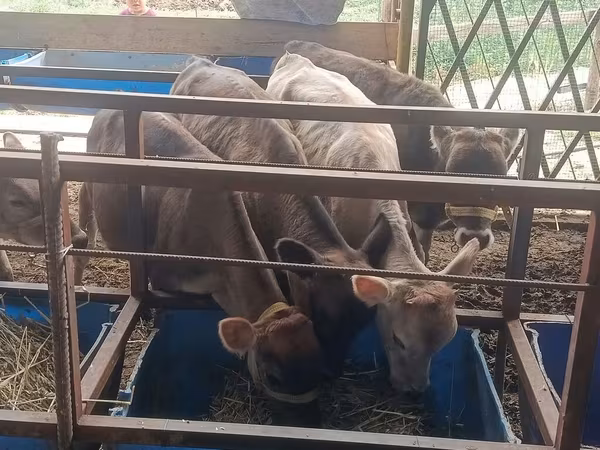 Kuh, Simmental cattle