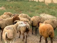 Schaf, Apsheron sheep — Foto 1
