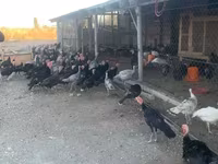 Turkeys — լուսանկար 2