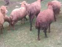 Sheep, Sheep — photo 2