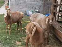 Ոչխար, Arashan sheep — լուսանկար 5