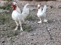 Chickens — 1-сурет