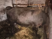 Bulle, Charolais cattle — Foto 3