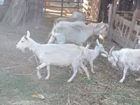 Էգ այծ, Dutch Landrace goats — լուսանկար 4