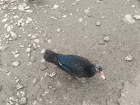 Ducks — foto 4
