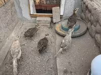 Guinea fowl — photo 6