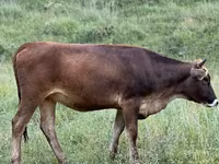 Bull, Cattle — photo 2