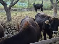 Կով, Խոշոր եղջերավոր — լուսանկար 8