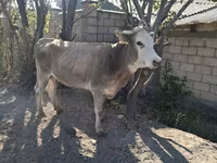 Cow, Simmental cattle — photo 7