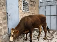 Kuh, Simmental cattle — Foto 4