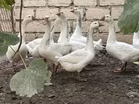Geese — Foto 1