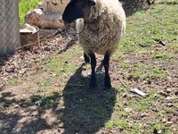 كبش, White Suffolk sheep — الصورة 2