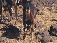 Արու այծ, Այծեր — լուսանկար 1