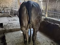 Kuh, Brahman — Foto 1