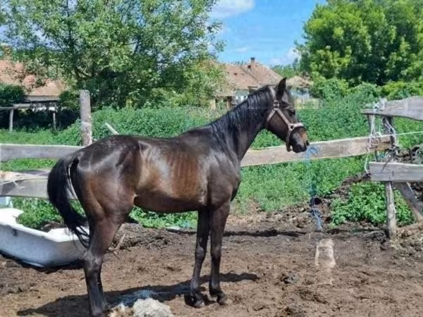 公马, Hungarian horse breed