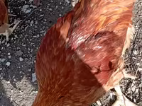 Chickens — լուսանկար 6