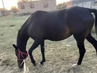 Mare, Horses — photo 2