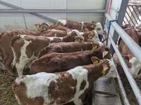 公牛, Limousin cow — 照片 2
