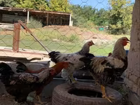 Chickens — الصورة 2