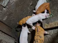मादा सूअर, Дюрок — फ़ोटो 3