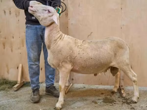 Խոյ, Lacaune sheep